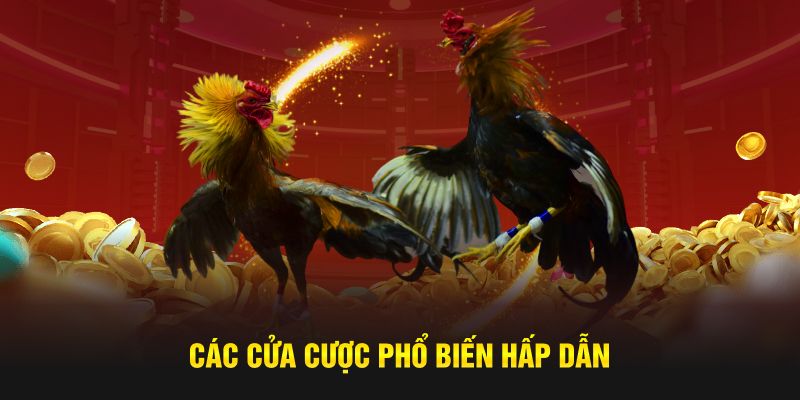 Các cửa cược phổ biến hấp dẫn
