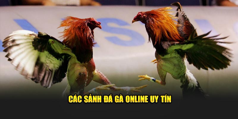 Các sảnh đá gà online uy tín