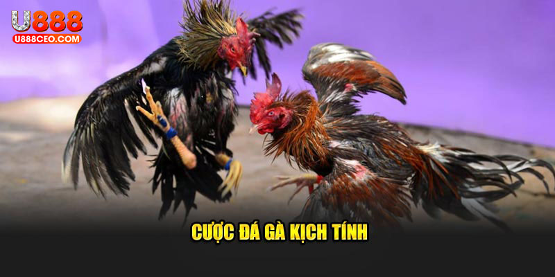 Cược đá gà kịch tính