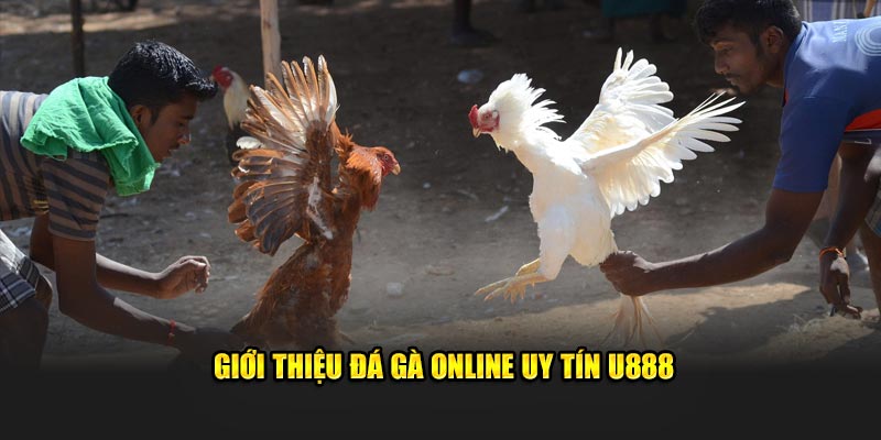 Giới thiệu đá gà online uy tín U888
